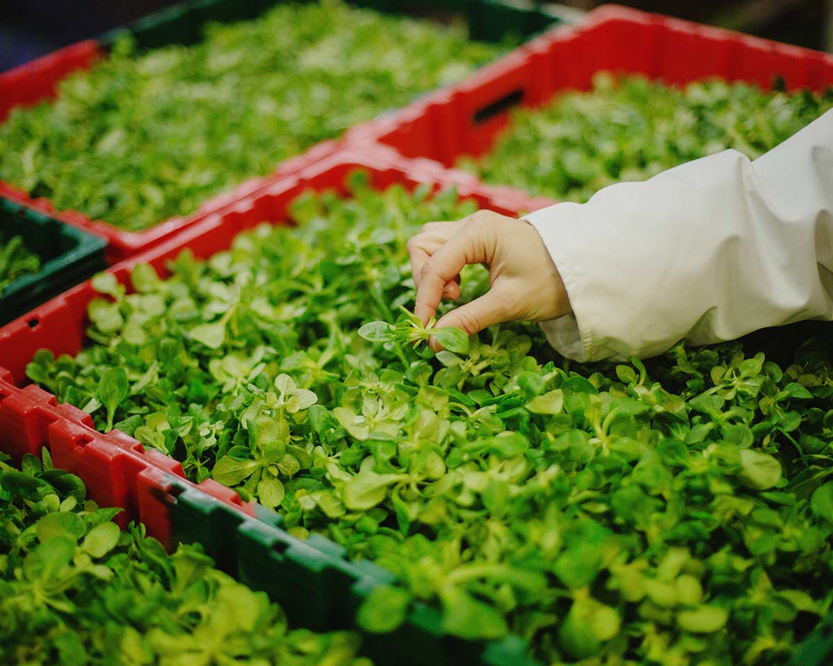 Foto: Bonduelle, credit Julien Pebrel